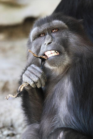Imagen: De Marco et al./Primates